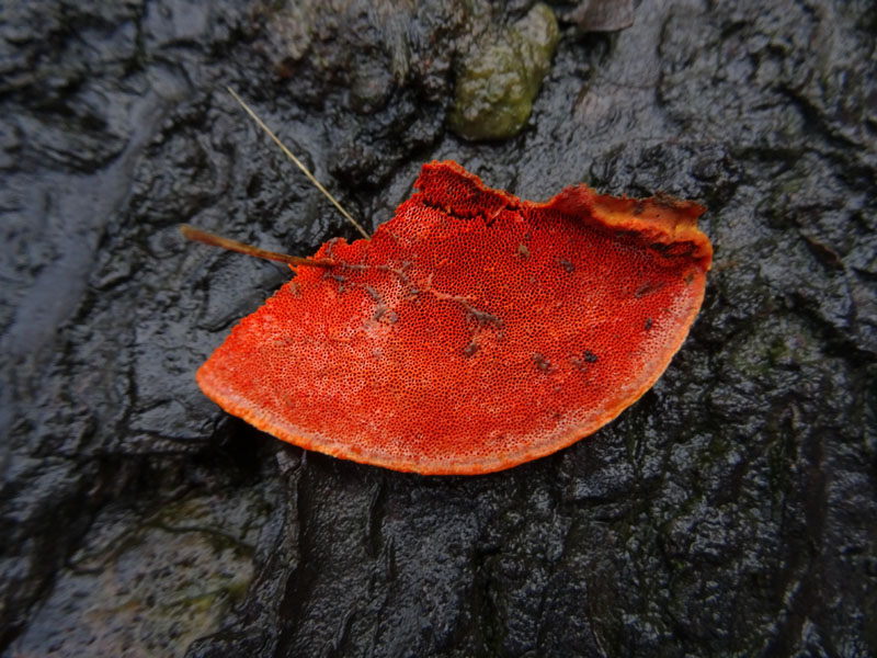 Pycnoporus cinnabarinus